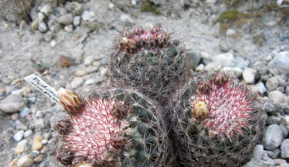 Pediocactus simpsonii