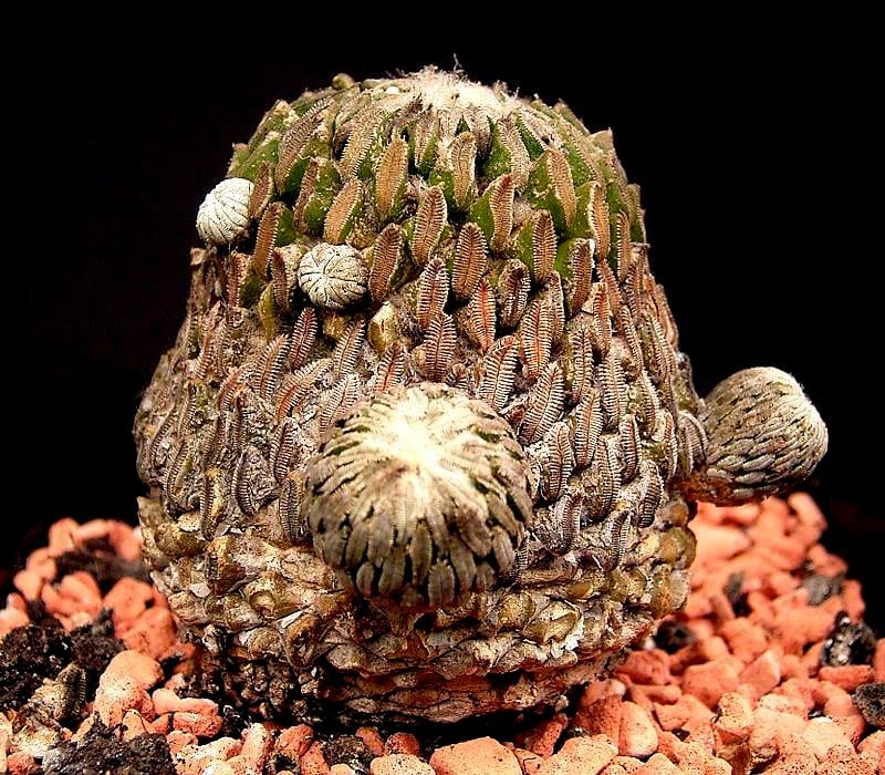 Pelecyphora aselliformis