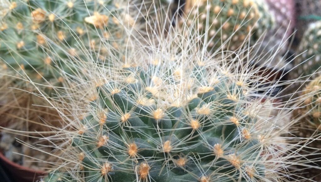 Pilocanthus paradinei