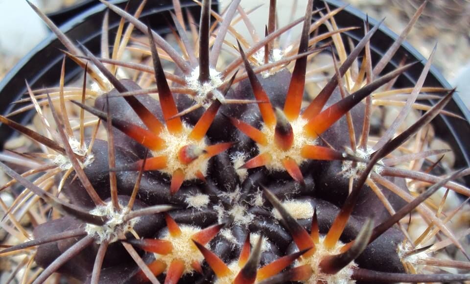 Pyrrhocactus pygmaeus