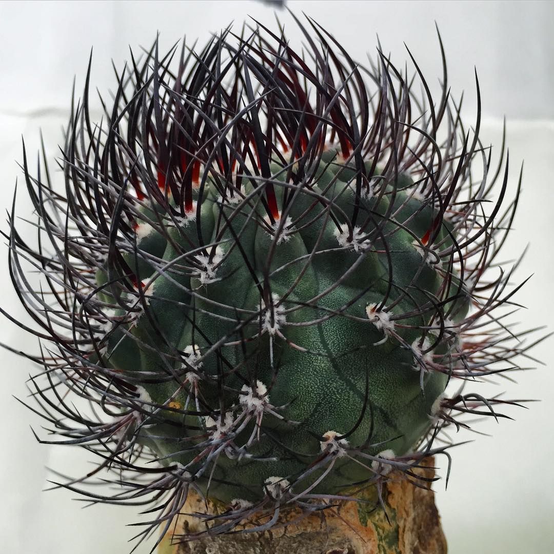 Pyrrhocactus umadeave