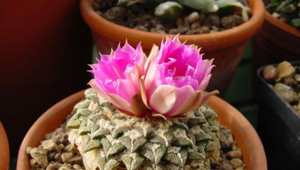Roseocactus
