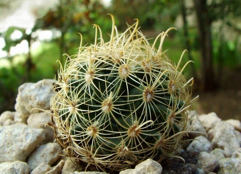 Sclerocactus