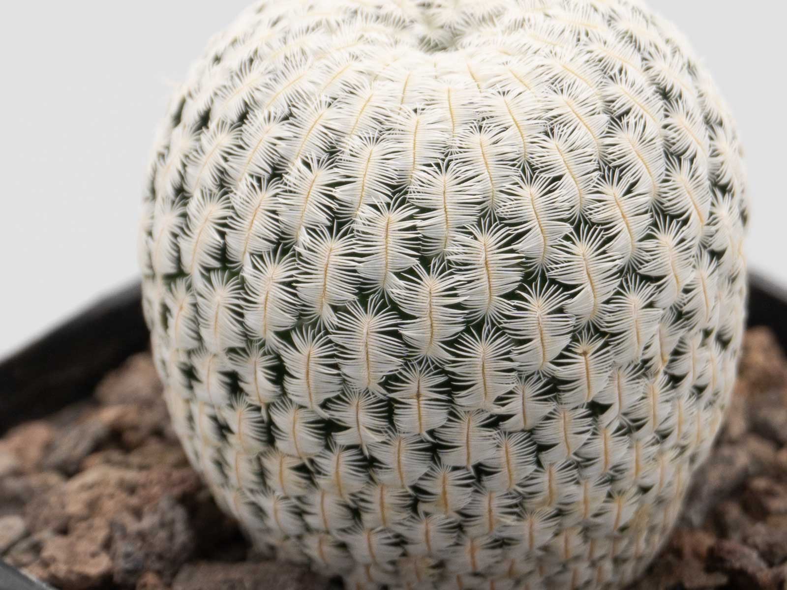 Solisia pectinata