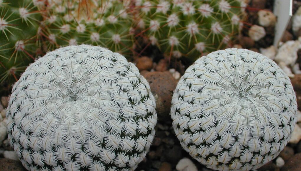 Solisia pectinata