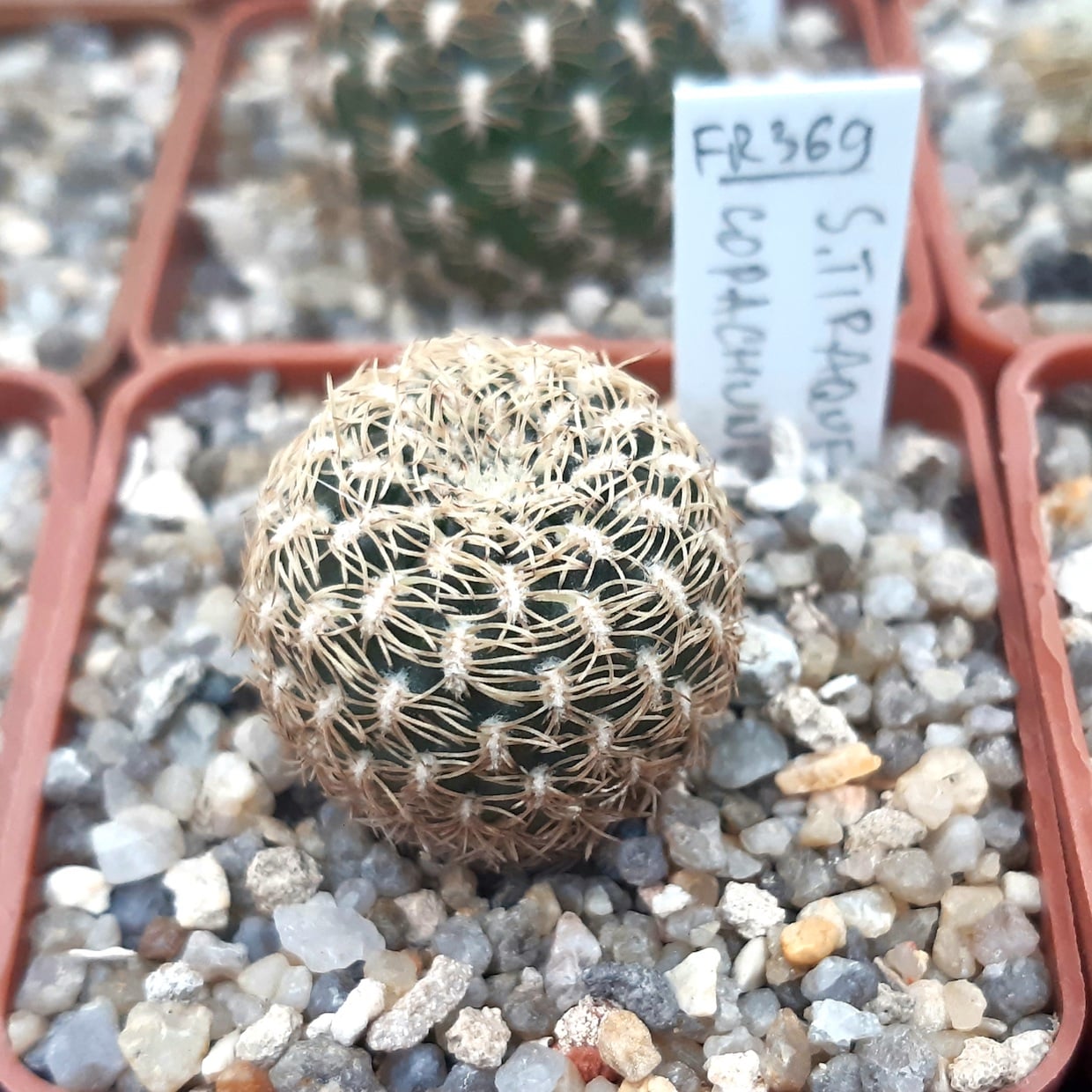 Sulcorebutia lepida