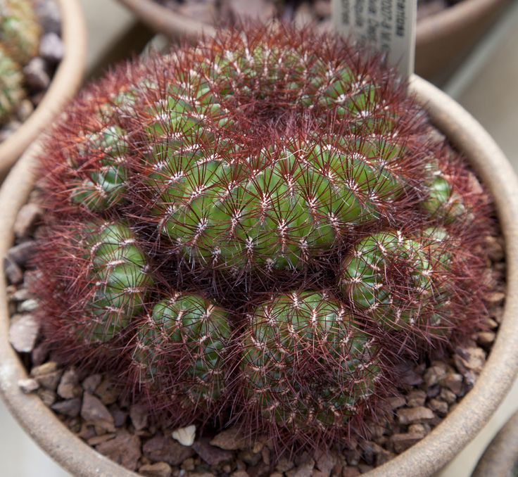 Sulcorebutia mentosa