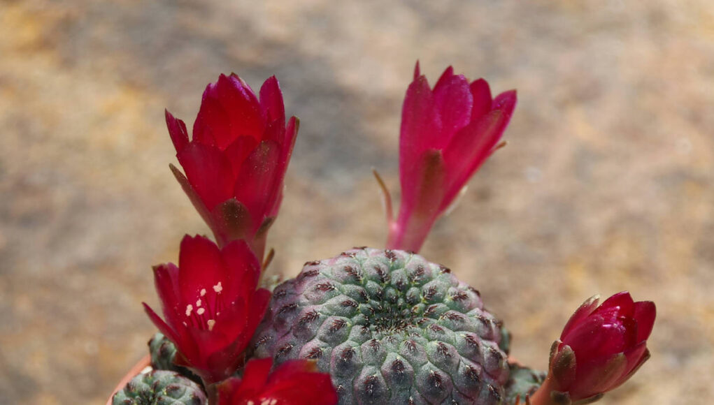 Sulcorebutia rauschii