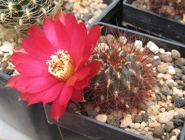 Sulcorebutia tiraquensis
