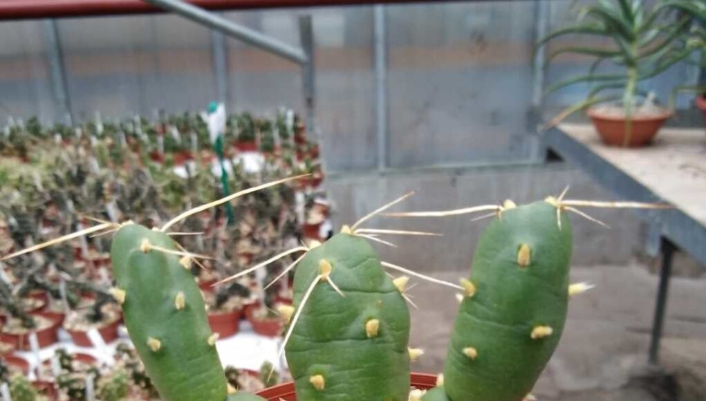 Tephrocactus
