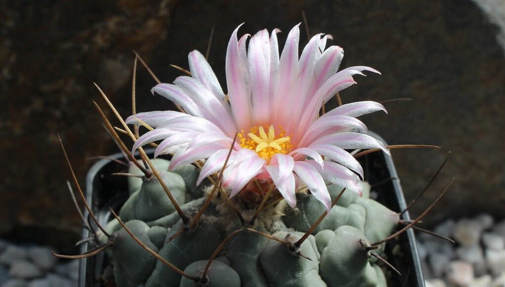 Thelocactus