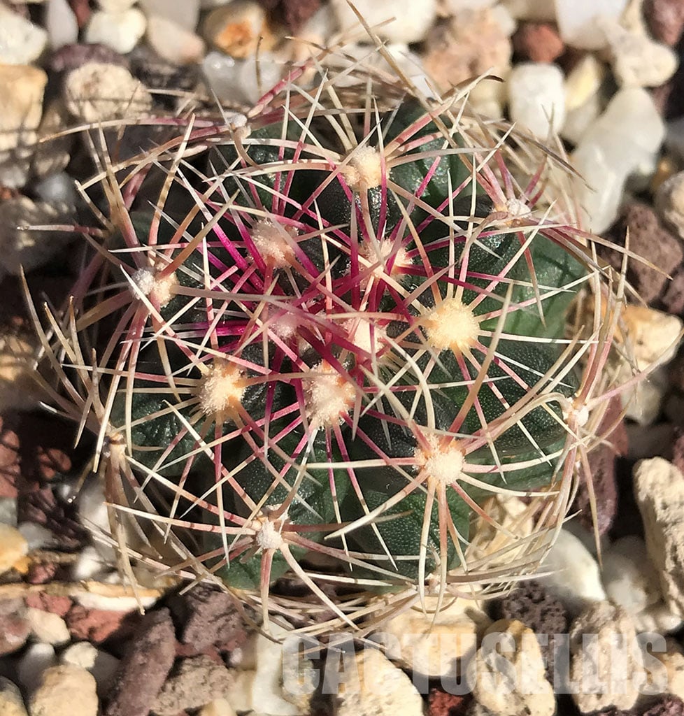 Thelocactus bicolor