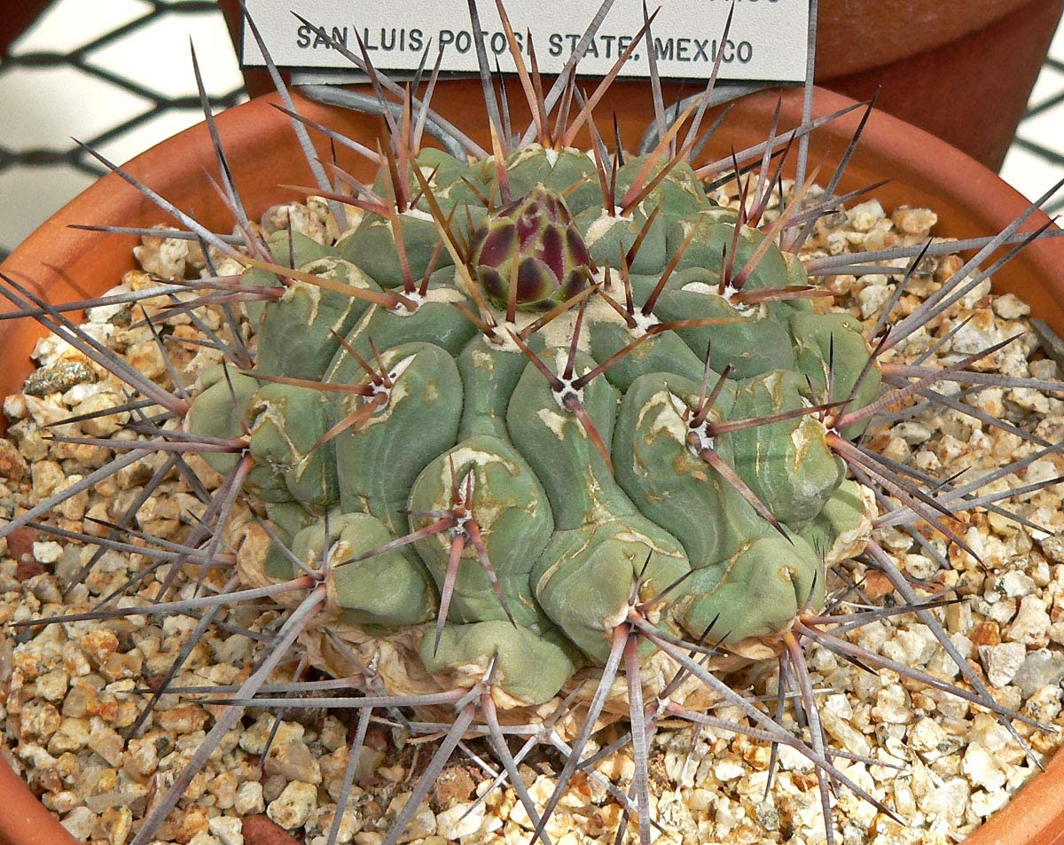 Thelocactus hexaedrophorus