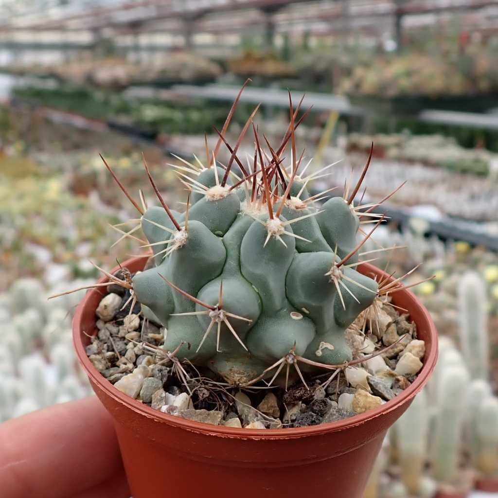 Thelocactus nidulans