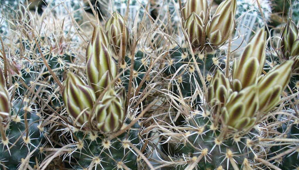 Toumeya papyracantha
