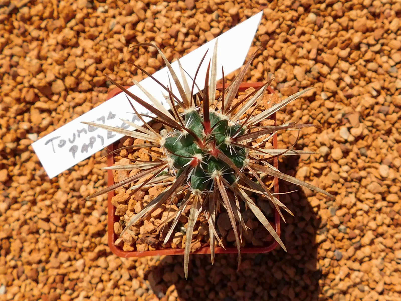 Toumeya papyracantha
