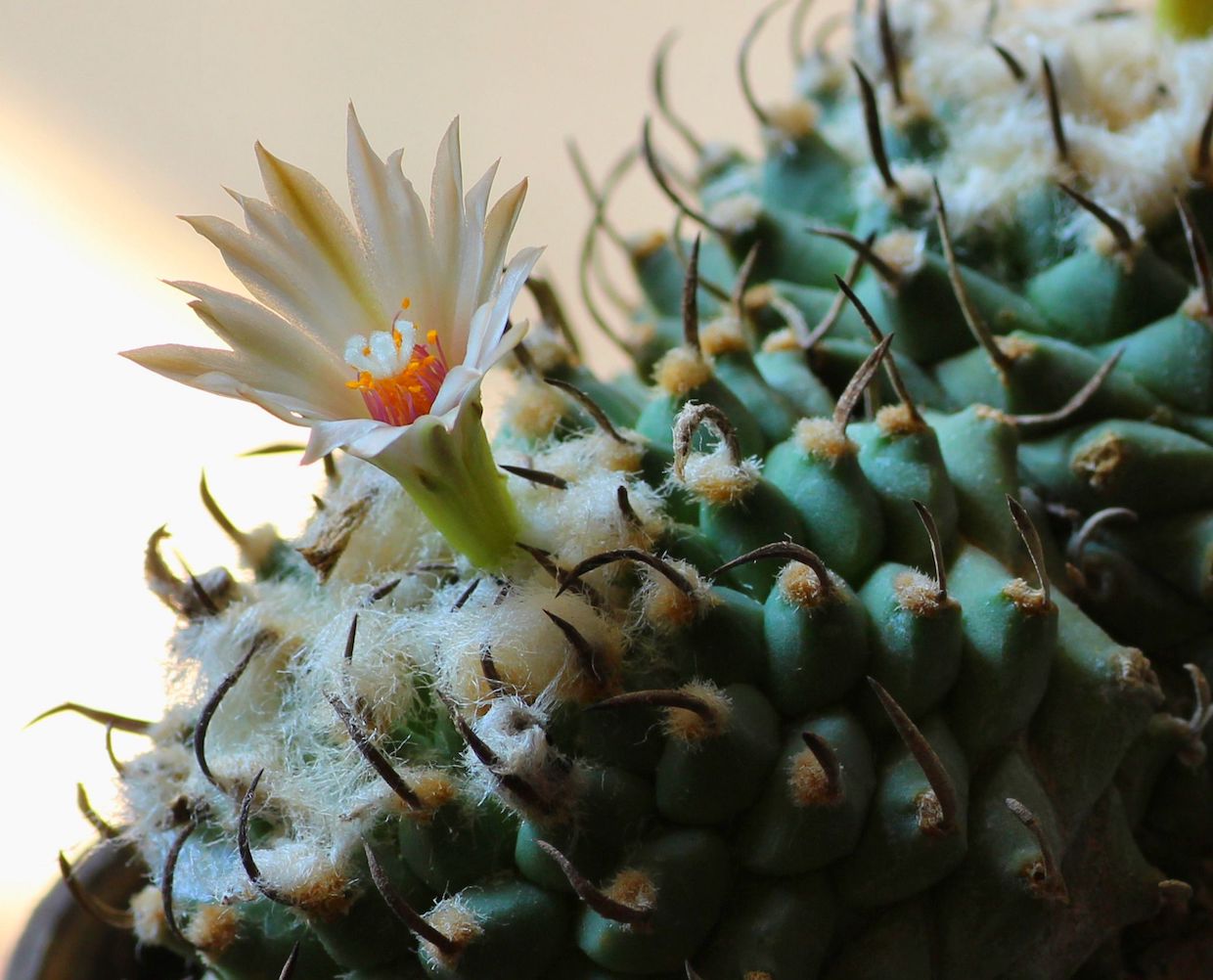 Turbinicarpus macrochele
