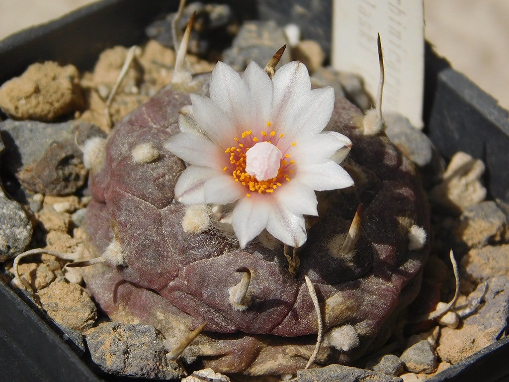 Turbinicarpus polaskii