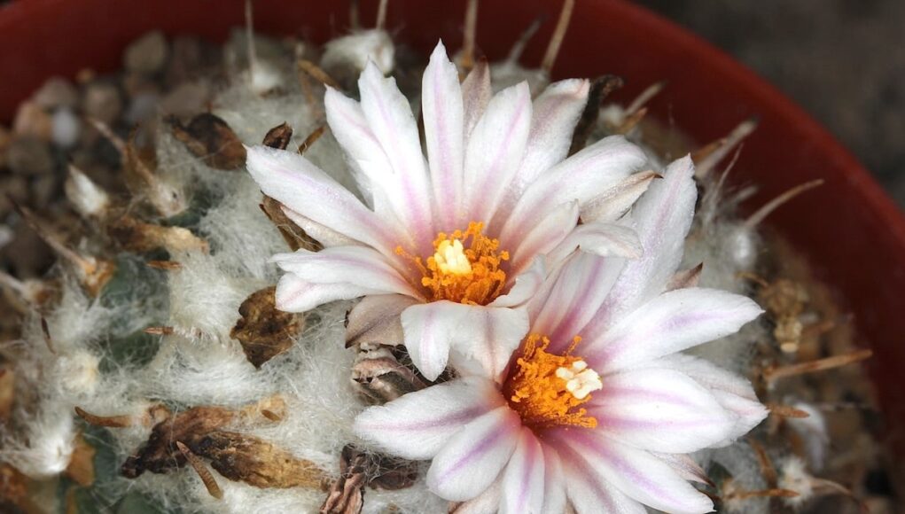 Turbinicarpus schmiedickeanus