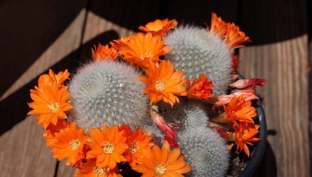 rebutia muscula