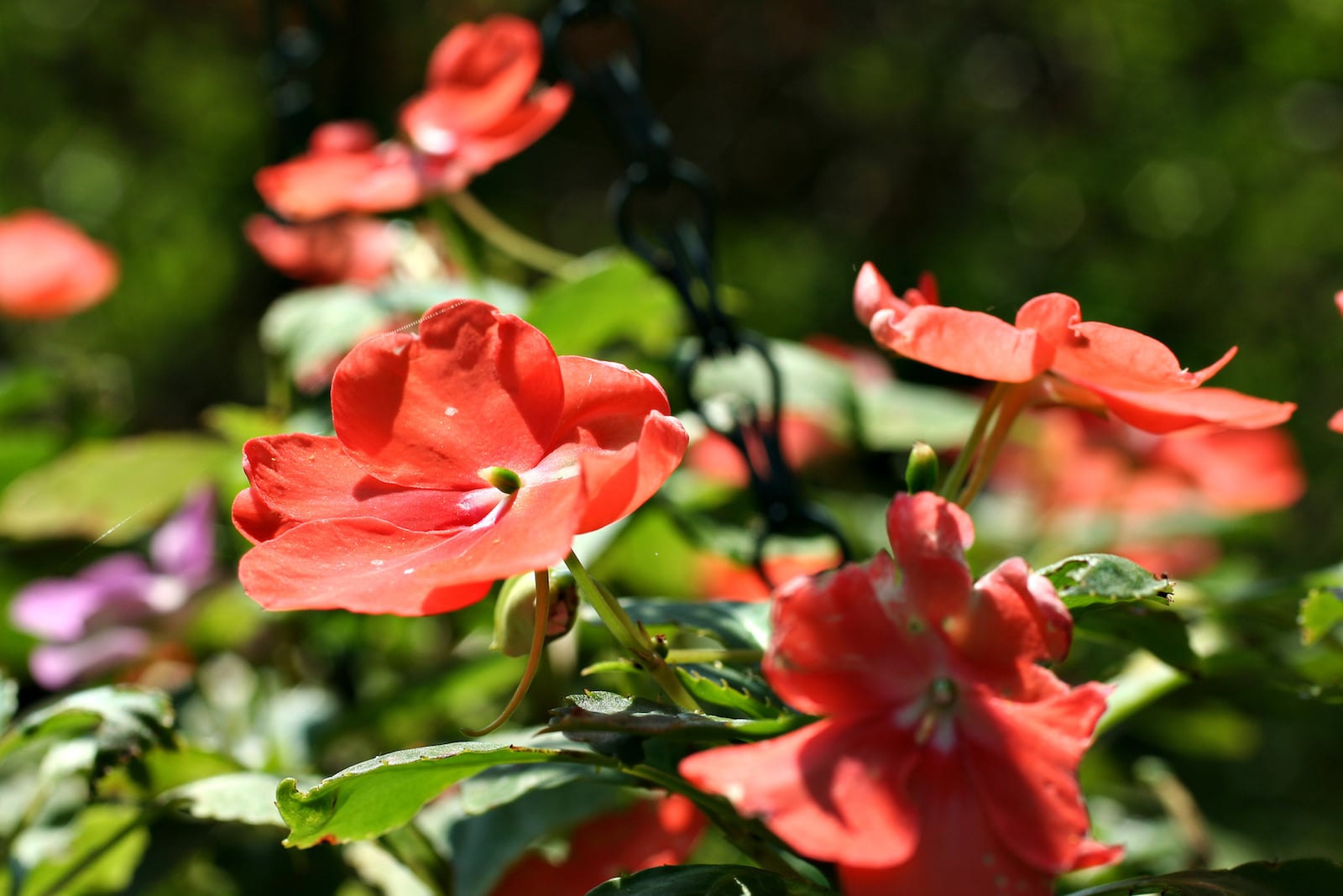 Impatiens Walleriana
