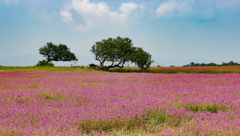 плато Каас