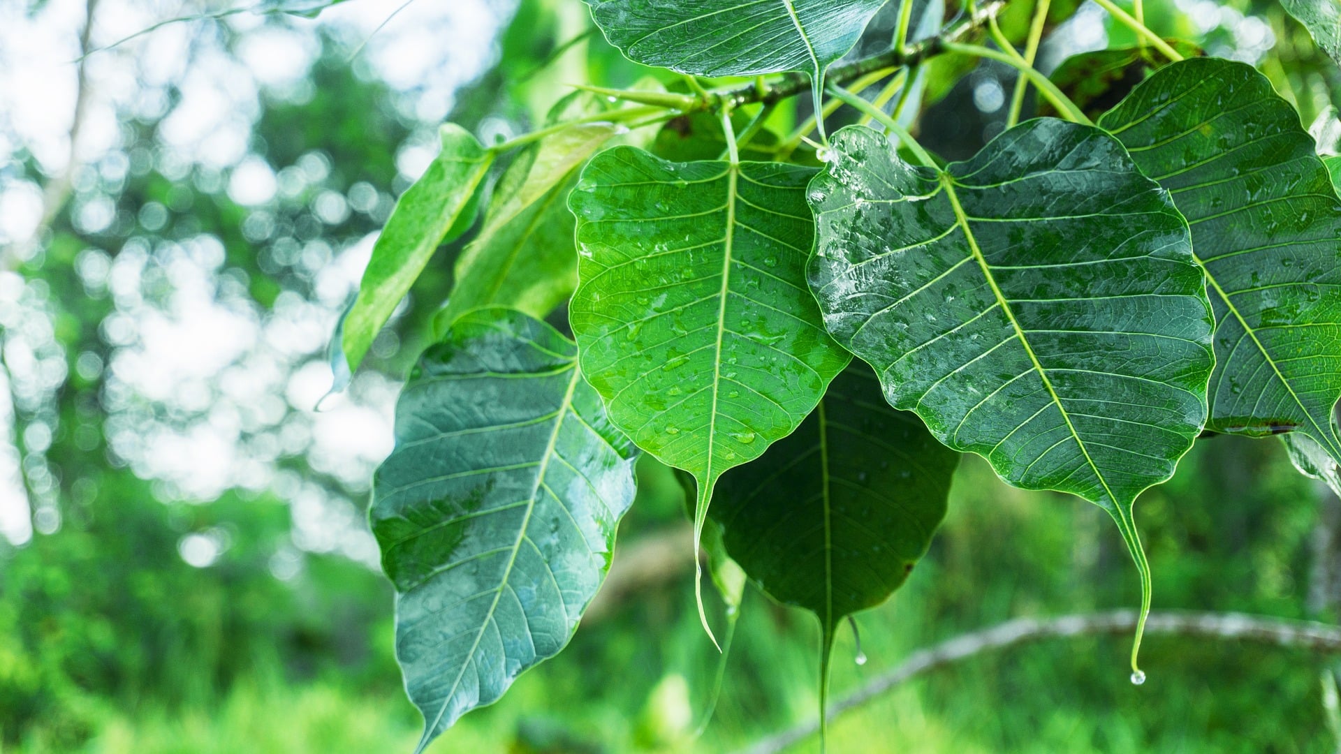 Ficus Bodhi