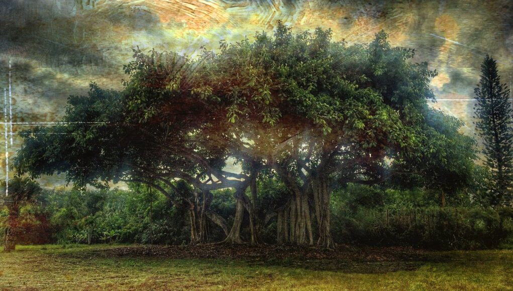 ficus benghalensis