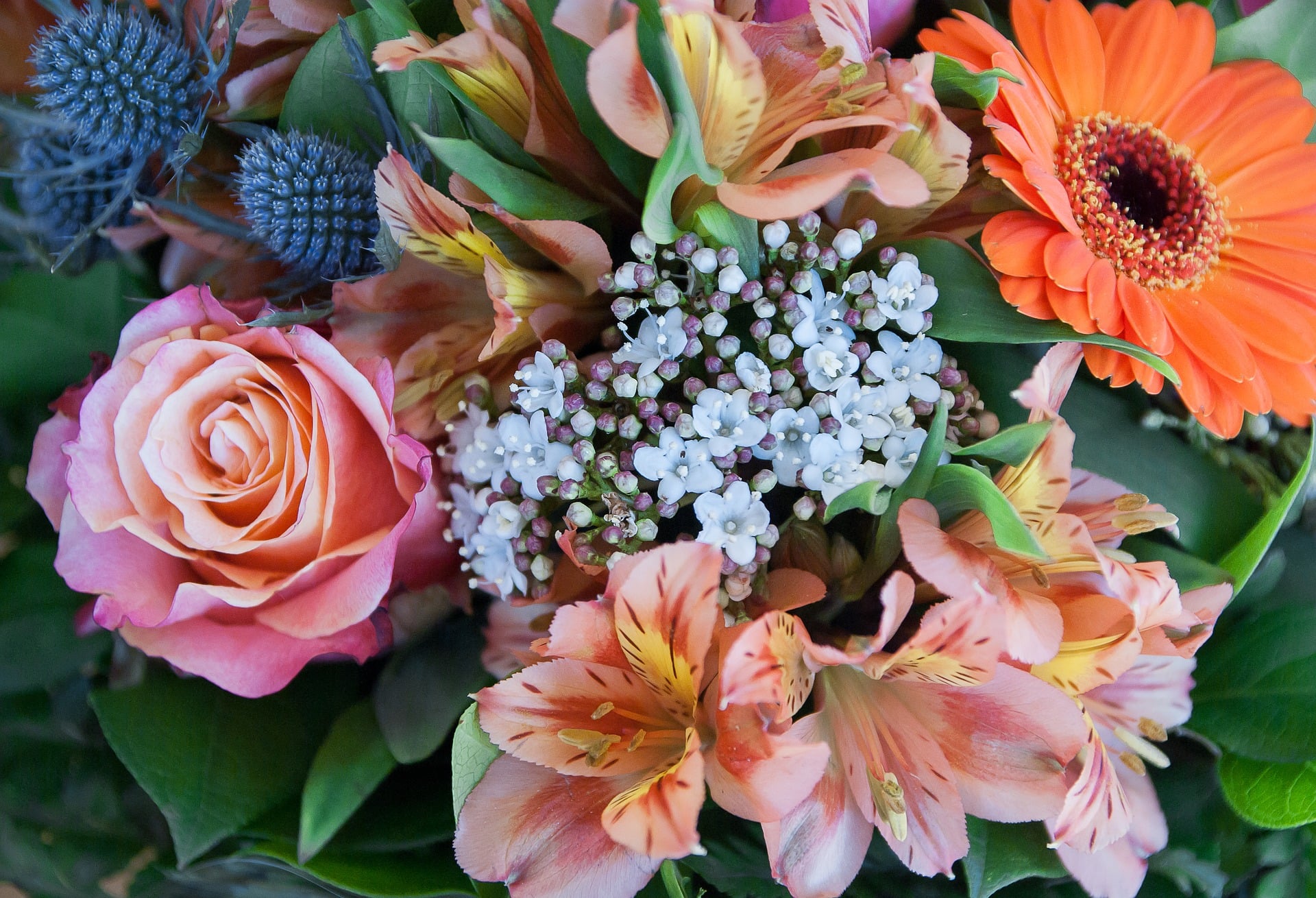 Floristics