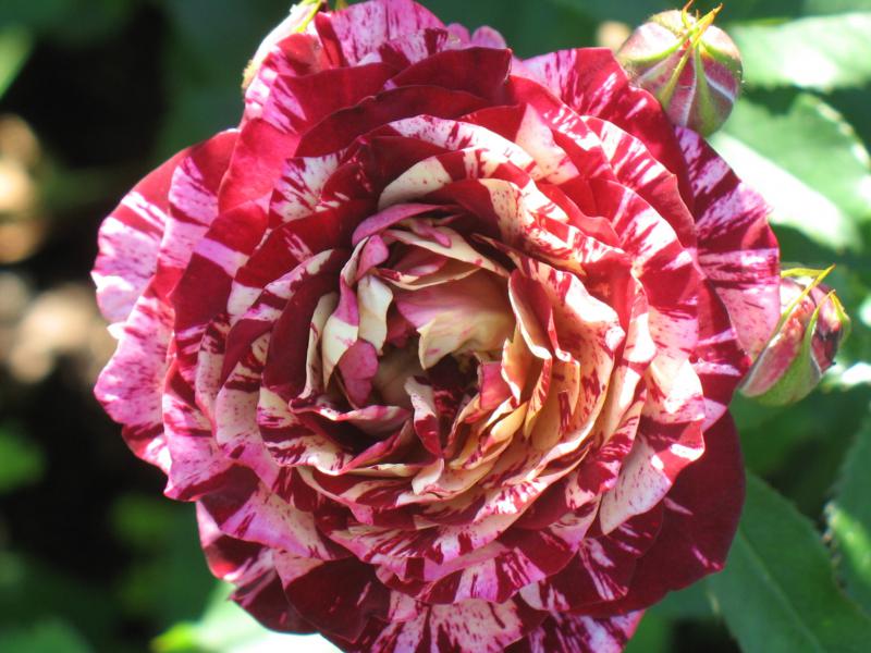 Belle d’Espinouse