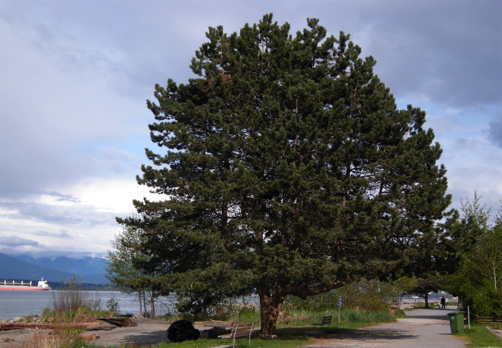 Pinus Nigra