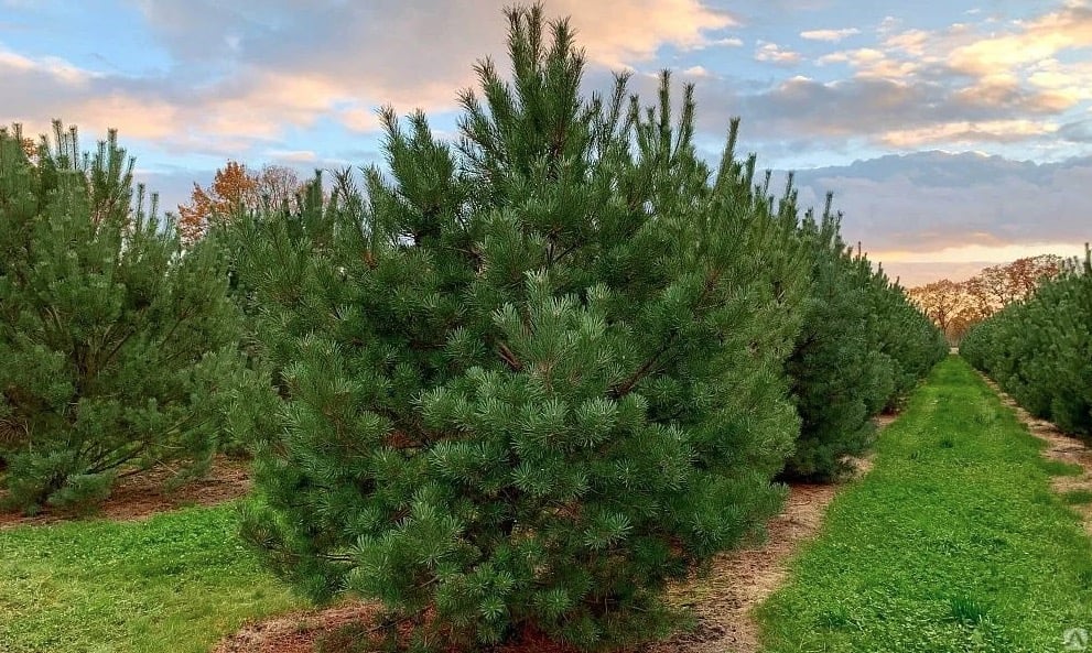 Pinus sylvestris