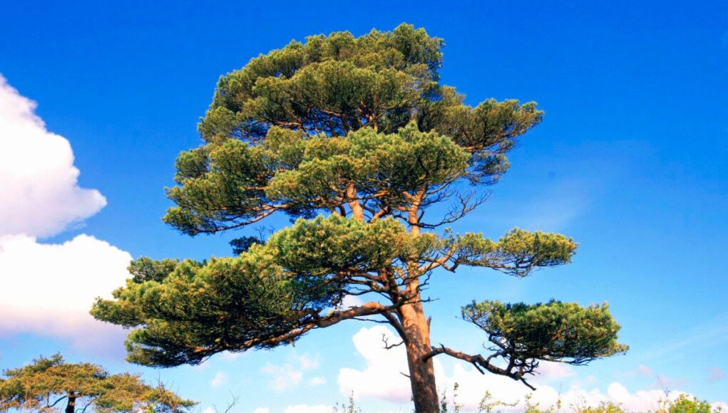 Pinus sylvestris