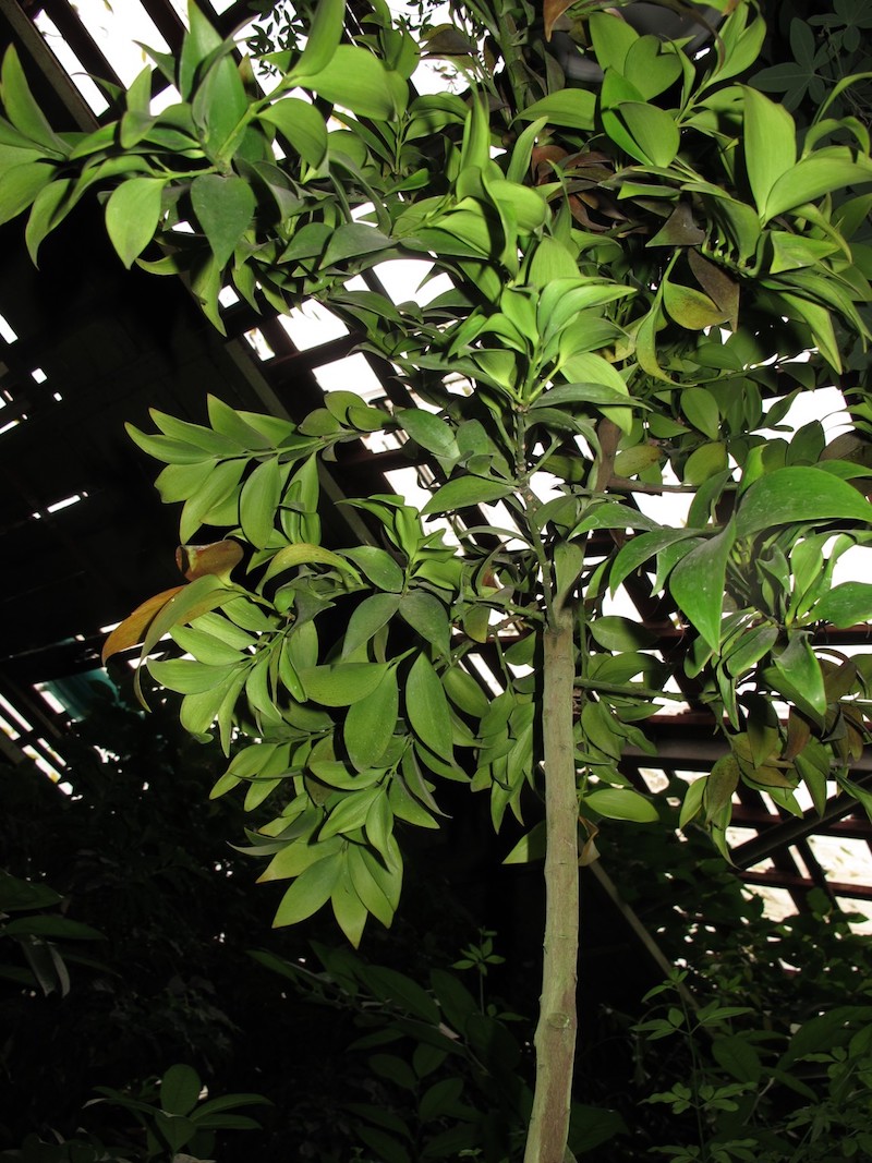 Podocarpus nagi