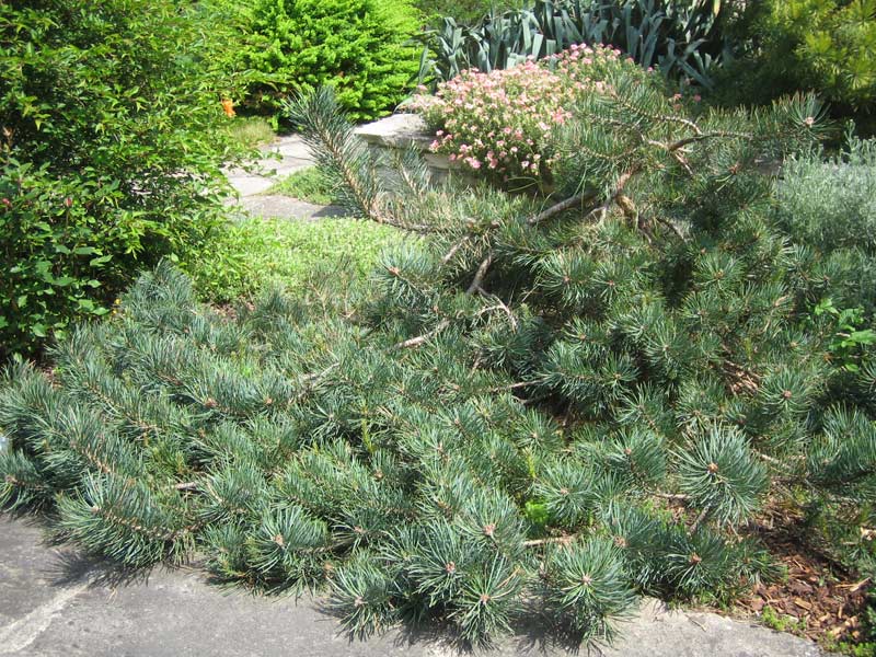 Repanda