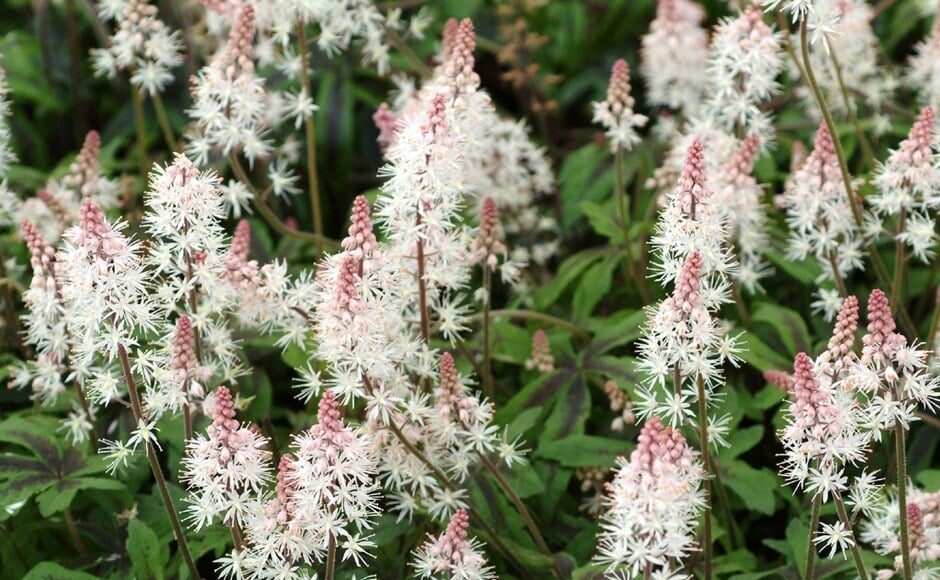 Tiarella