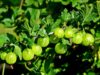 Крыжовник – многолетний кустарник крыжовник