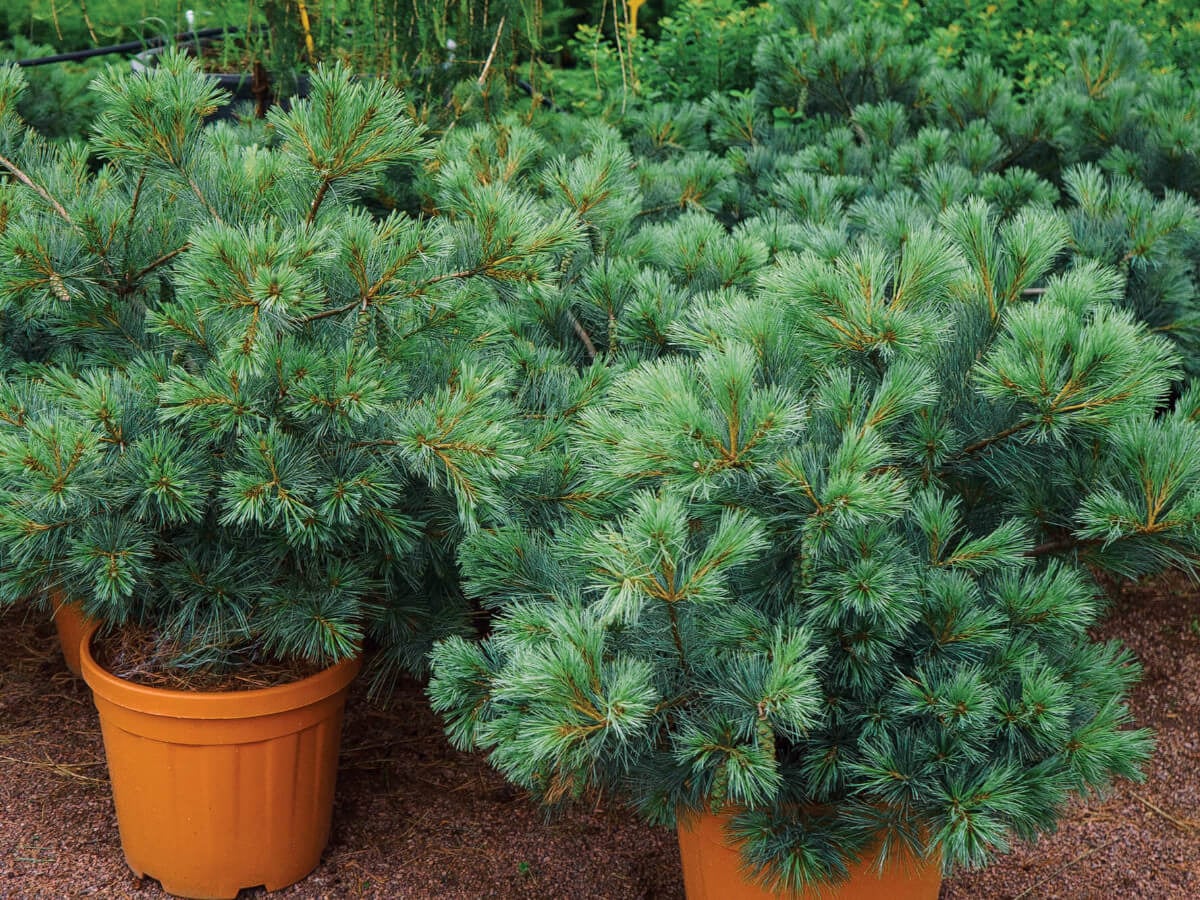 pinus strobus