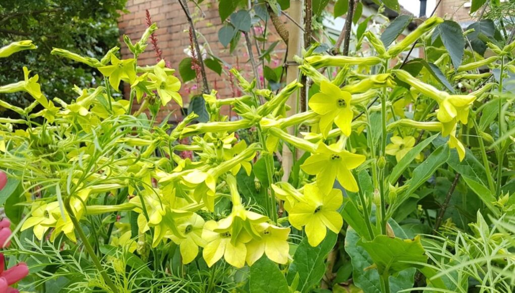 Nicotiana alata