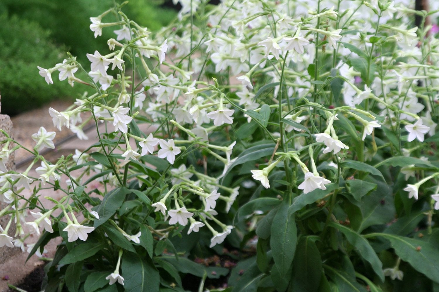 Nicotiana alata