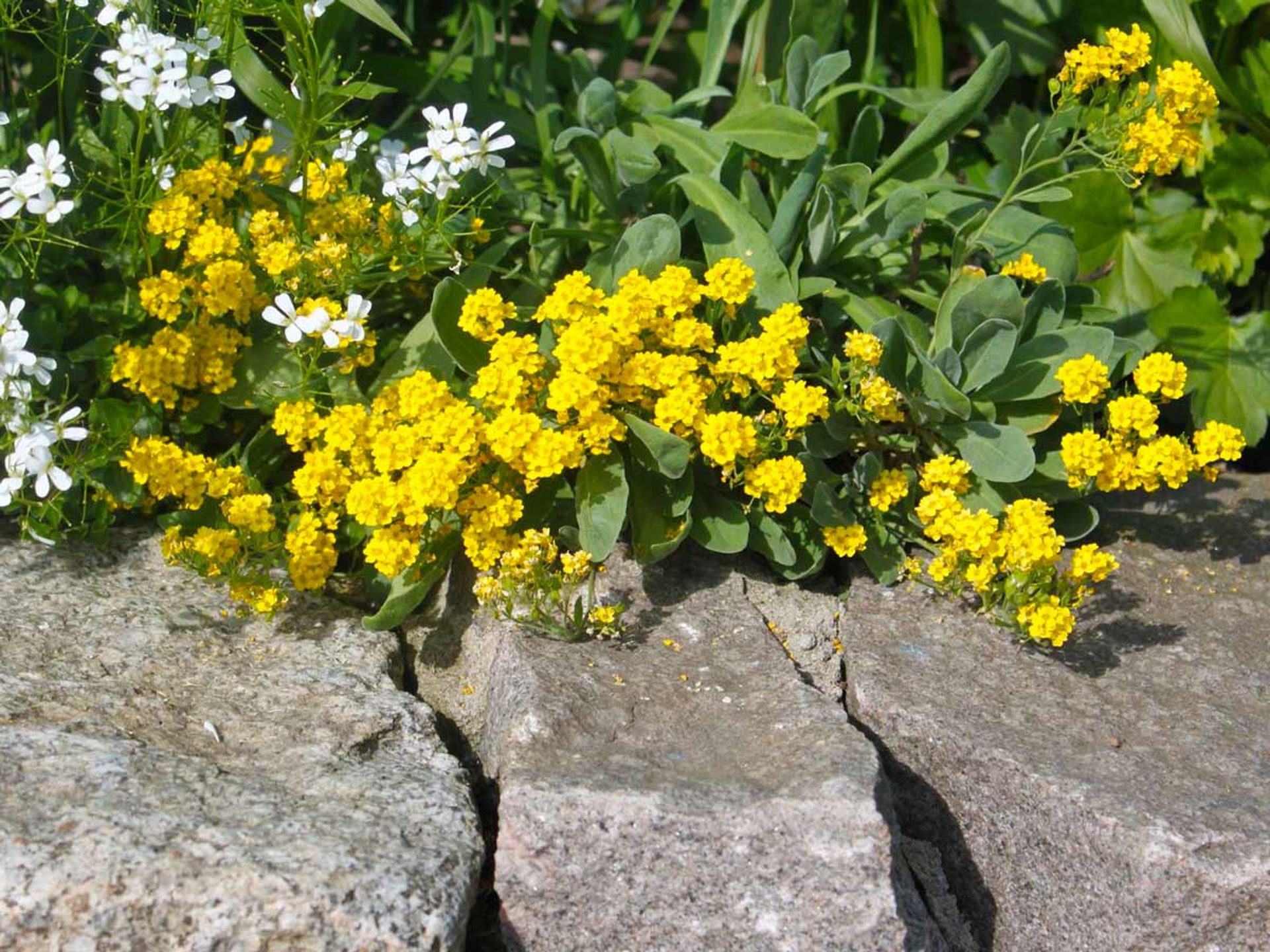 Alyssum saxatile