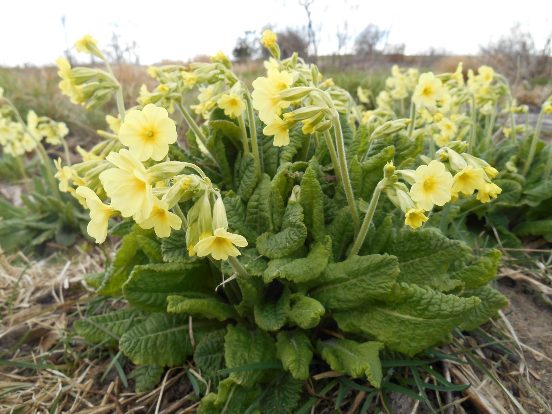 Primula elatior