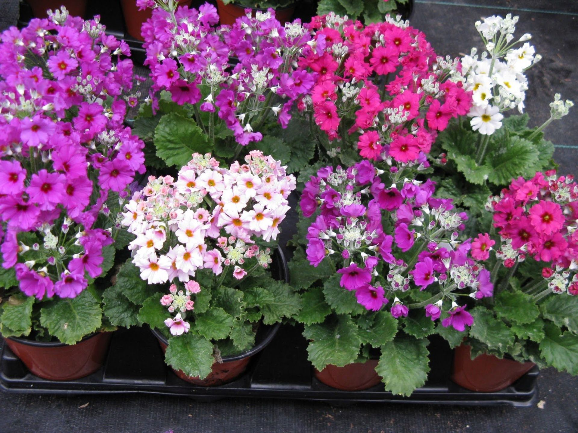 Primula malacoides