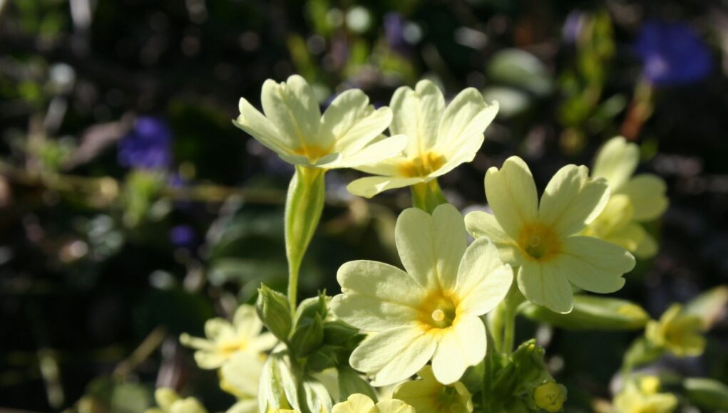 Primula elatior