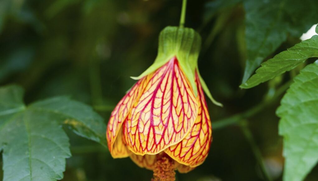 Abutilon