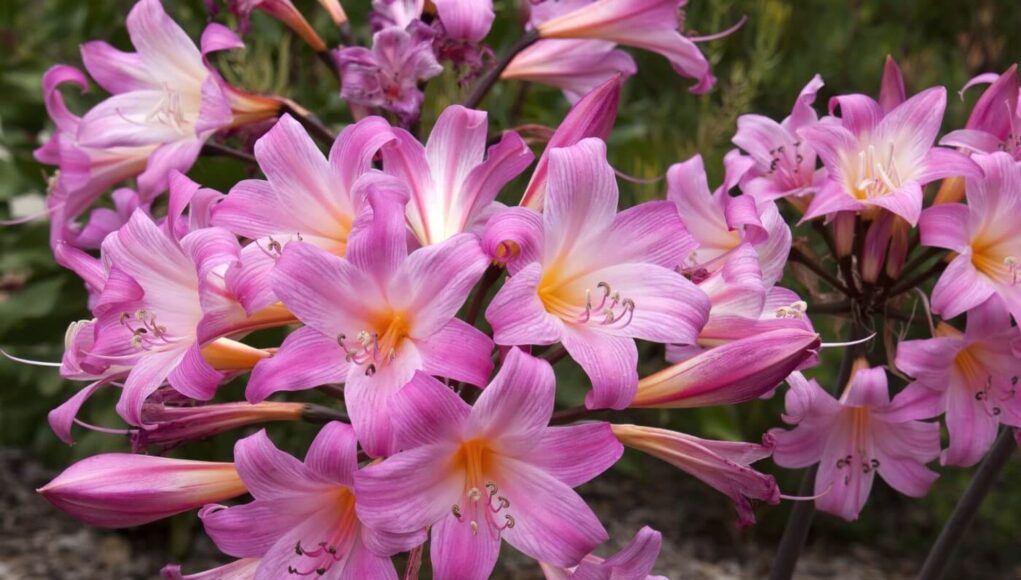 Amaryllis belladonna