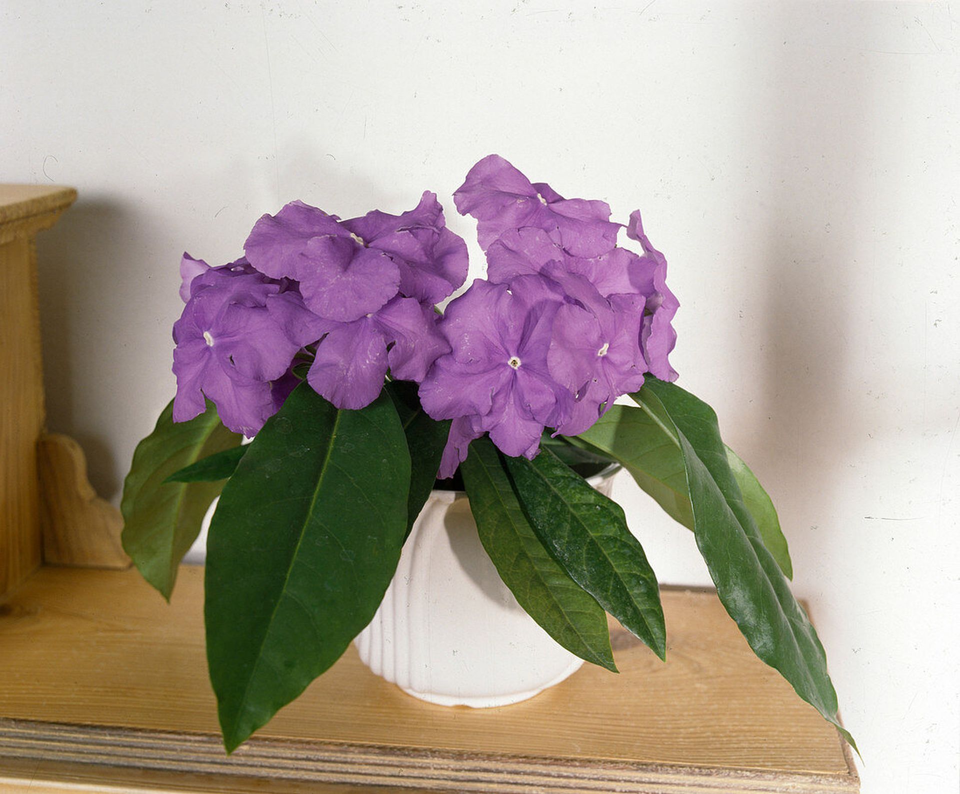Brunfelsia pauciflora