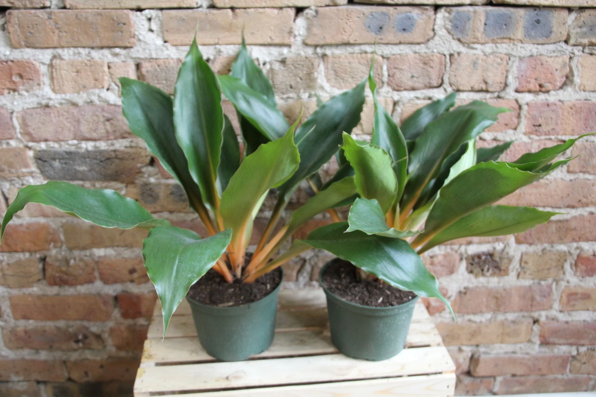Chlorophytum amaniense