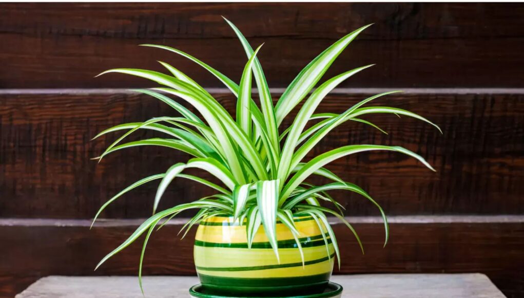 Chlorophytum comosum