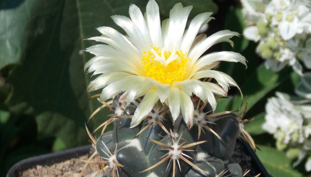 Coryphantha (Engelm.) Lem